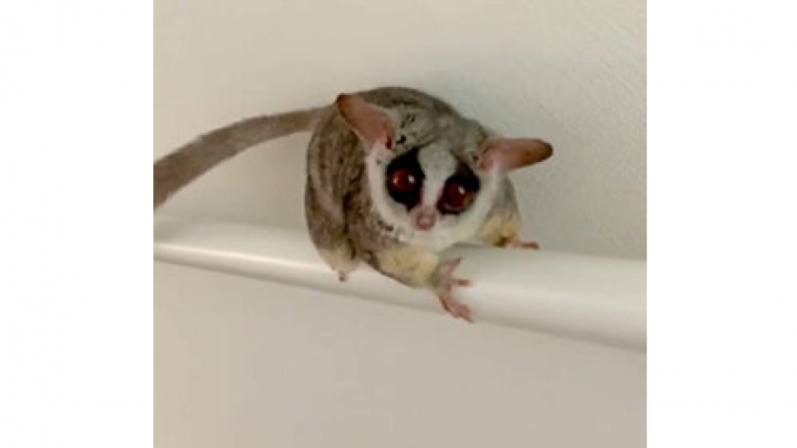 Video: Vượn mắt to nghịch ngợm “nhảy” trên tay vịn cầu thang xuống nhà