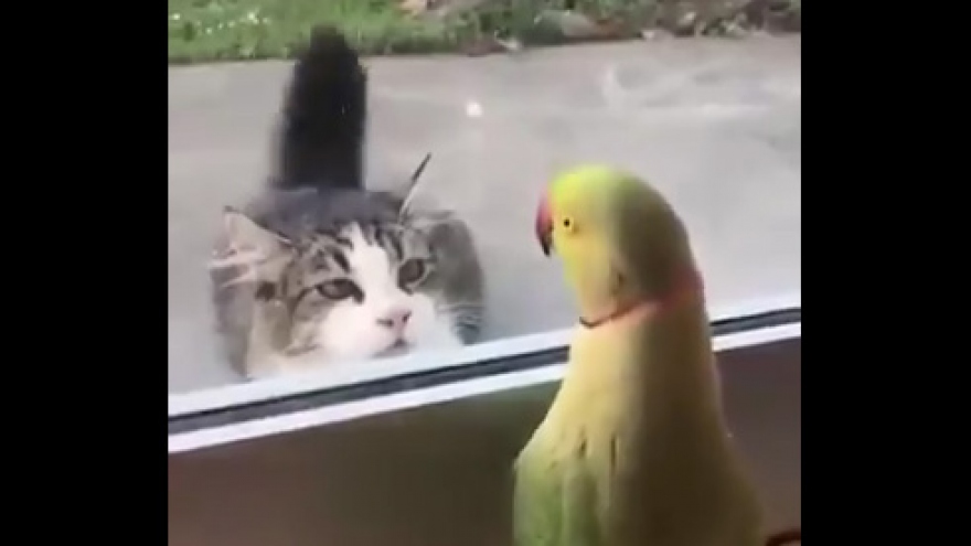 Video: Hài hước chú vẹt chơi ú tim với mèo qua ô cửa kính