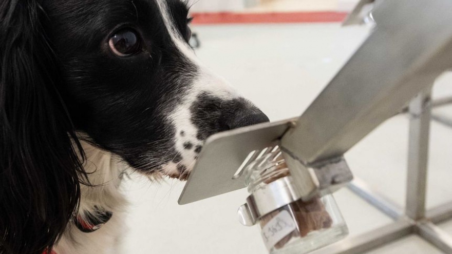 Australia đào tạo chó phát hiện người mắc Covid-19