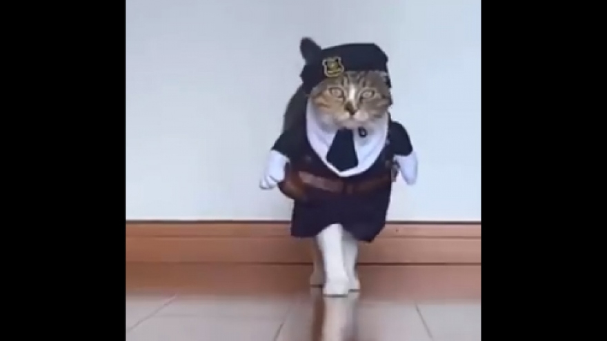 Video: Màn catwalk cực “thần thái” của mèo