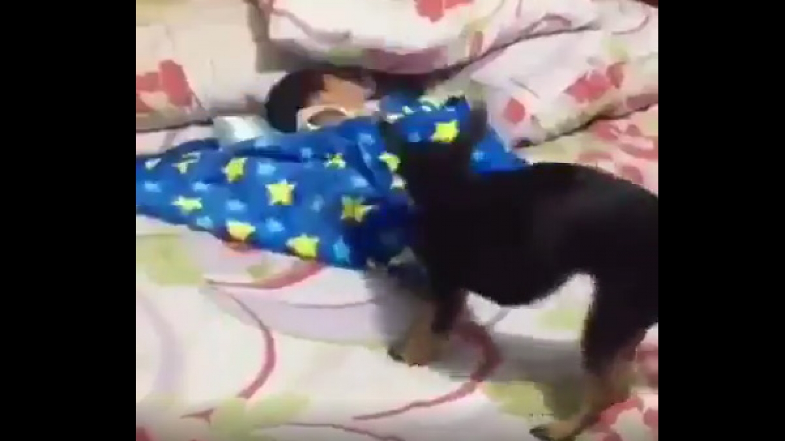 Video: Chú chó thông minh biết đắp chăn cho em bé đang ngủ