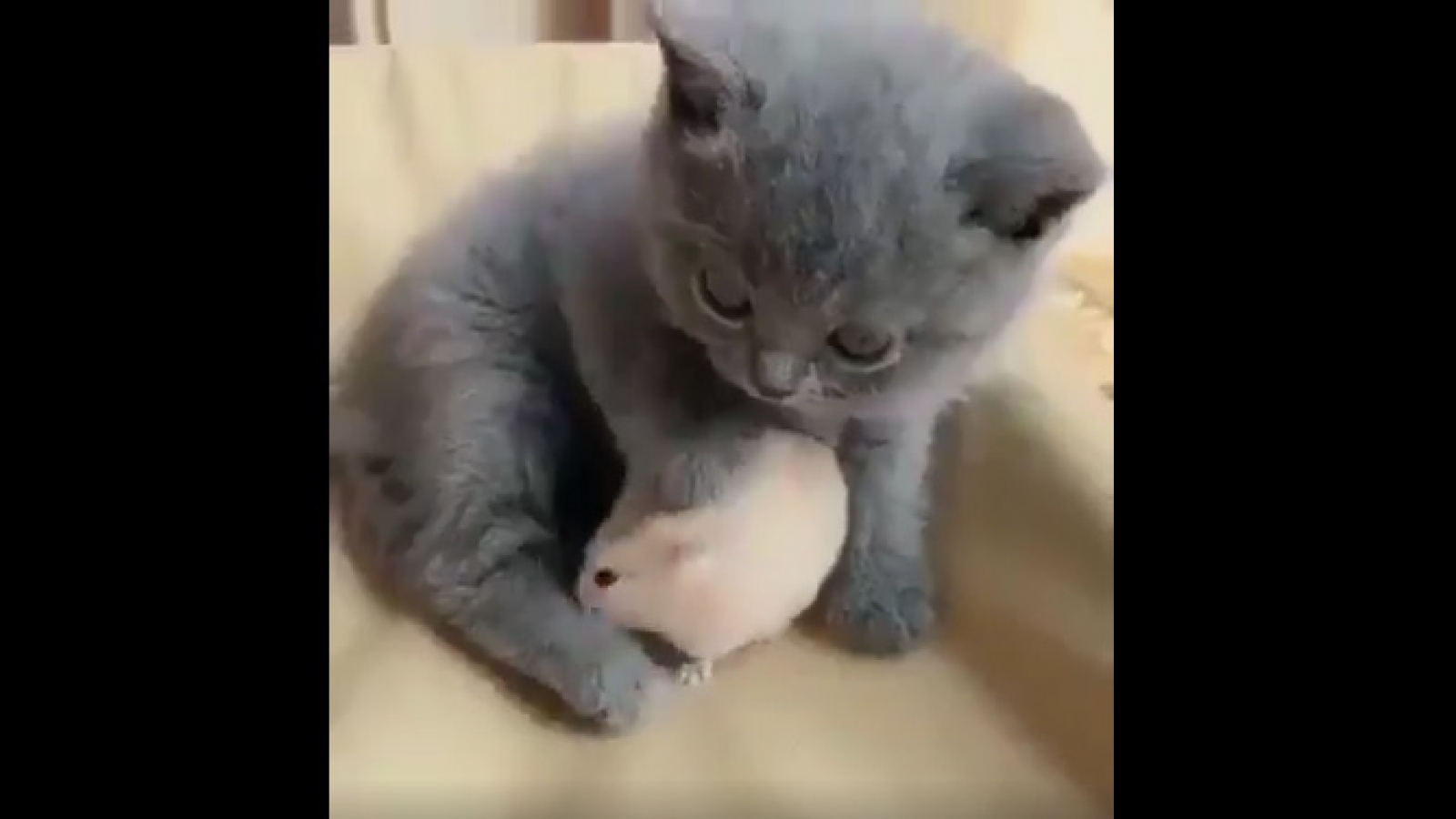 Hình ảnh hiếm thấy khi chú chuột rúc vào lòng mèo