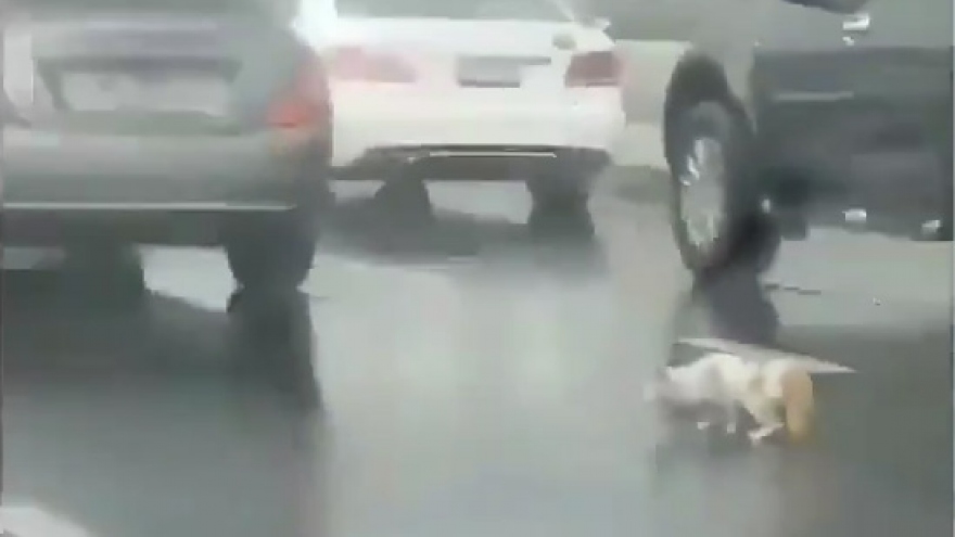 Hết hồn chú mèo chui vào gầm xe máy “trú mưa” giữa đường