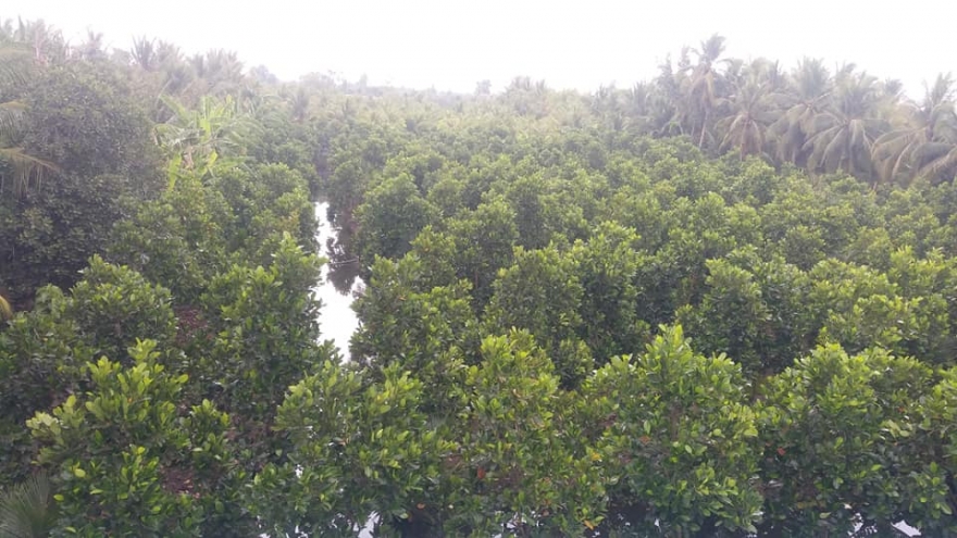 Mưa trái mùa “tiếp nước” cho hàng chục nghìn ha vườn cây đặc sản