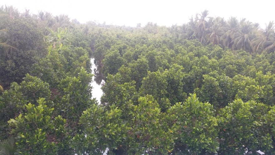 Mưa trái mùa “tiếp nước” cho hàng chục nghìn ha vườn cây đặc sản