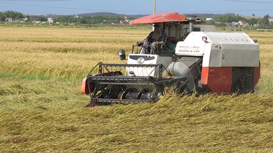 Bình Định trúng vụ lúa Đông Xuân