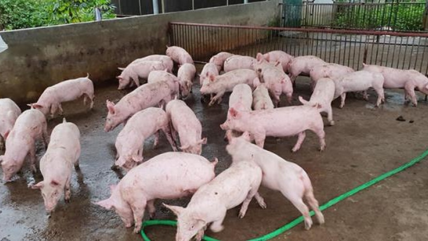 “Cháy” hàng, giá lợn giống đắt kỷ lục