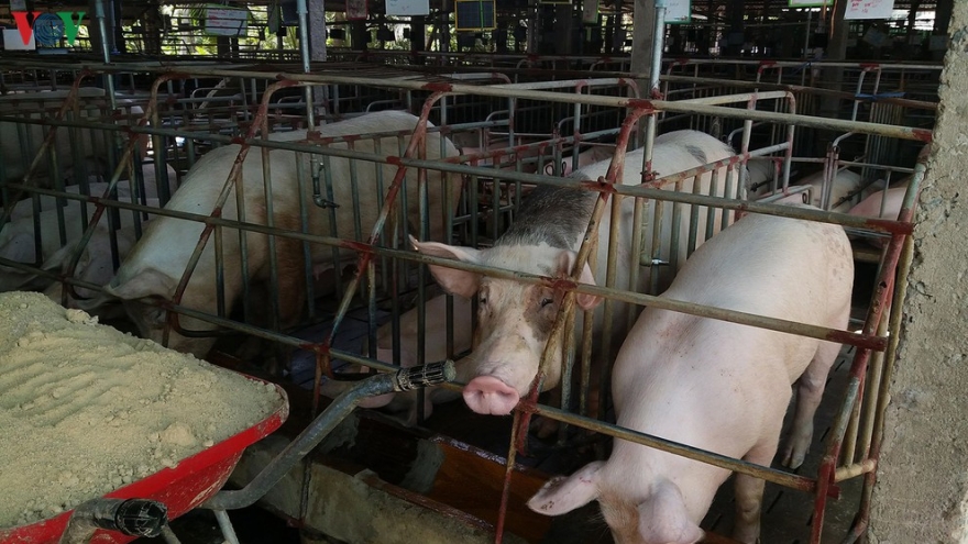 Vì sao giá thịt lợn vẫn ở mức cao?