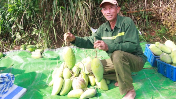 Lô xoài Thuận Châu đầu tiên xuất khẩu sang Trung Quốc