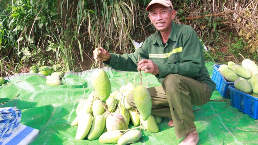 Lô xoài Thuận Châu đầu tiên xuất khẩu sang Trung Quốc