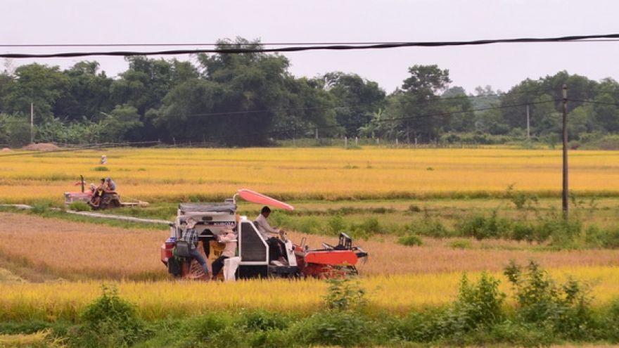 Làm rõ dấu hiệu cạnh tranh không lành mạnh trong việc gặt lúa thuê