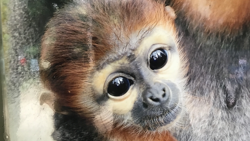 Thăm những loài Voọc quý hiếm ở Vườn Quốc gia Cúc Phương