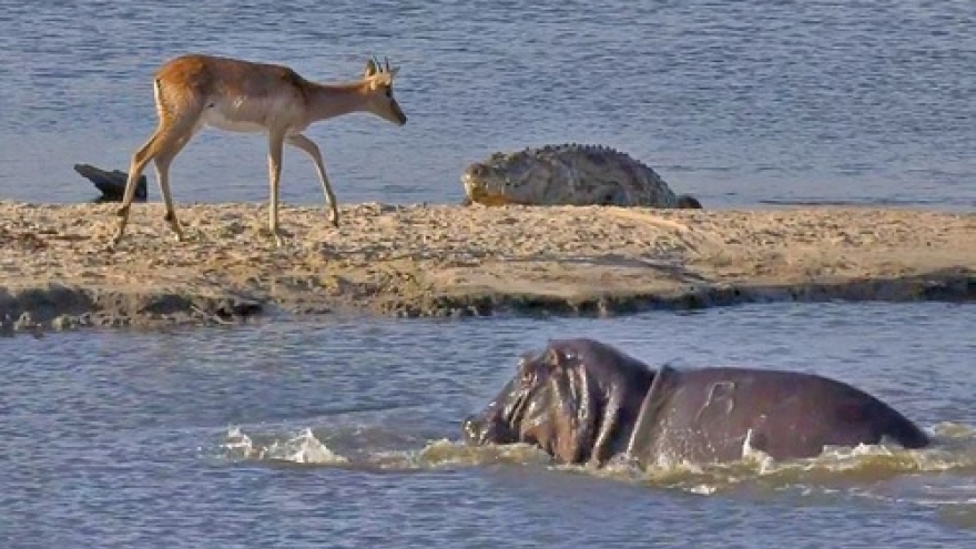 Hãi hùng khoảnh khắc linh dương bị cá sấu đớp gọn khi bơi qua sông