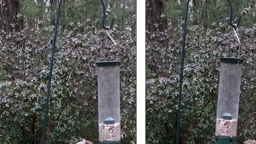 Video: Trộm thức ăn không thành, chú sóc vô tình bị xoay tròn như chong chóng