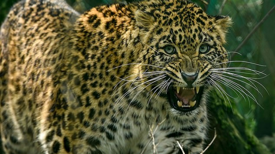 Báo đốm xâm nhập vào nhà, cún cưng chống cự trong tuyệt vọng