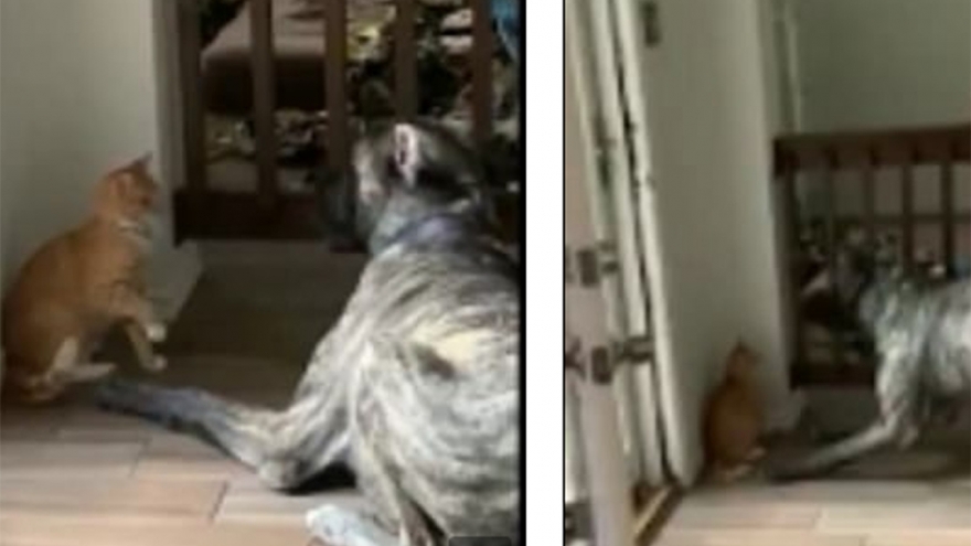 Video: Chán nô đùa, mèo “láu cá” lừa nhốt chó vào trong cũi