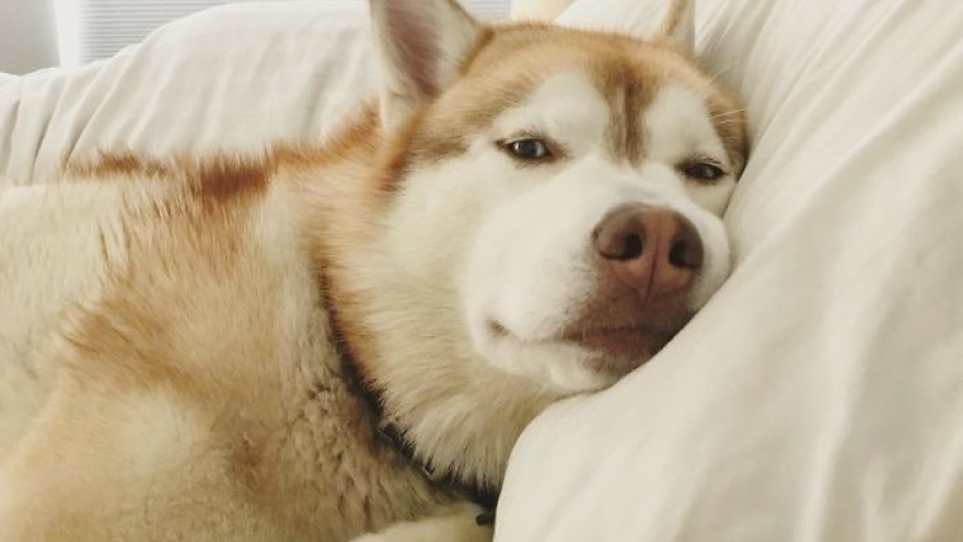 Tình huống “dở khóc dở cười” khi bị chó, mèo cưng chiếm chỗ trên giường ngủ