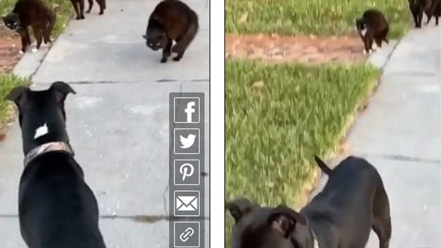 Video: Chó cúp đuôi bỏ chạy khi bị “băng đảng” mèo ngáng đường