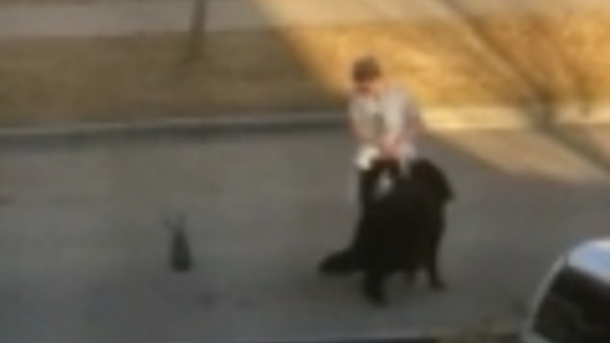 Video: Bật cười cảnh “sen” bất lực khi “boss” nằm lăn ra đường ăn vạ