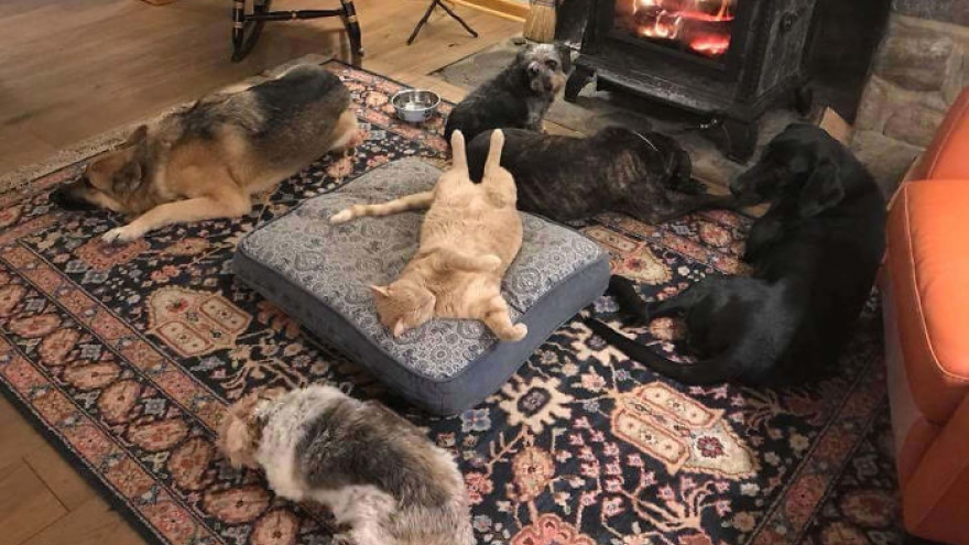 Những hình ảnh chứng minh loài mèo đang “thống trị” lãnh địa thú cưng