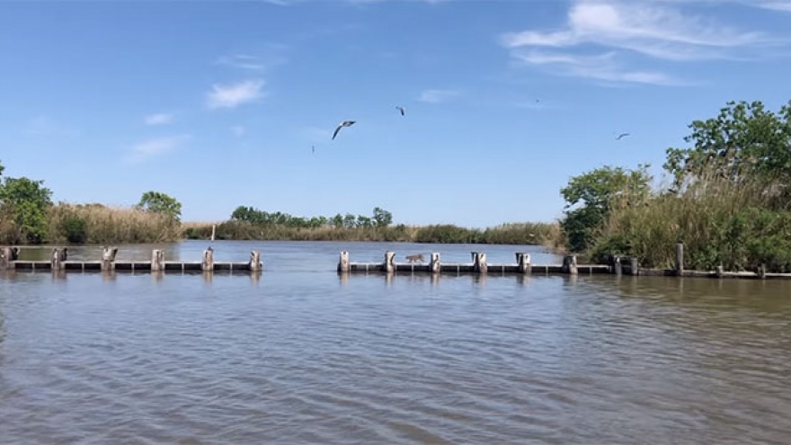 Video: Cú nhảy vượt sông đầy ngoạn mục của linh miêu