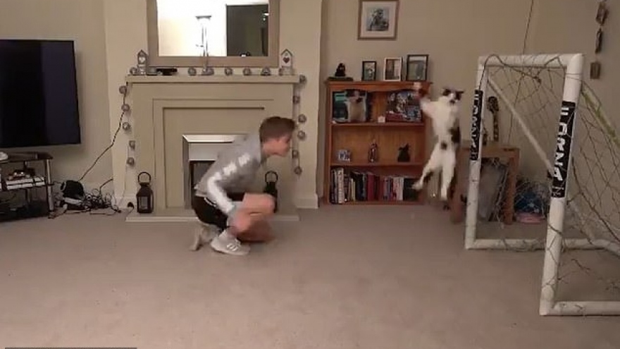 Video: Chú mèo thể hiện tài bắt gôn điêu luyện