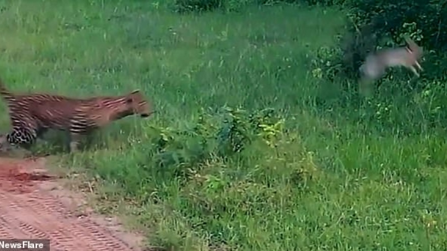 Video: Bị báo đốm rượt đuổi, thỏ thoát chết trong gang tấc
