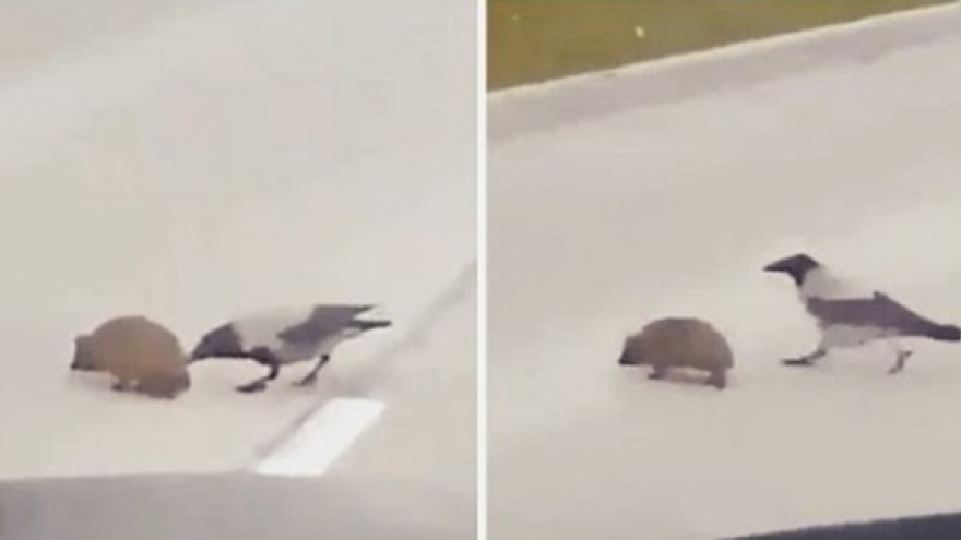 Video: Quạ “tốt bụng” giúp nhím băng qua đường