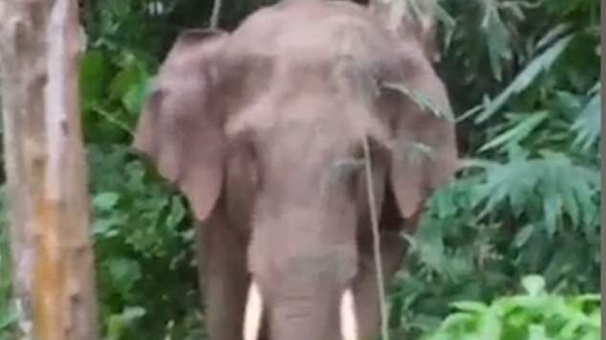 Video: Chú voi đứng bằng 2 chân sau, vươn vòi hái quả trên cây