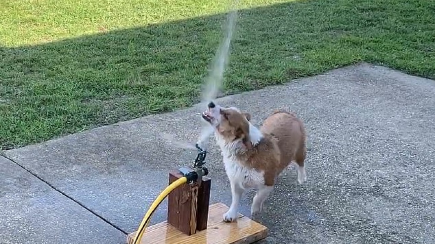Bật cười chú chó Corgi tìm mọi cách uống nước từ vòi phun