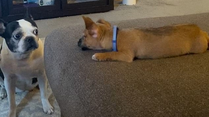 Video: Chó già dửng dưng mặc kệ chó con thỏa sức trêu đùa