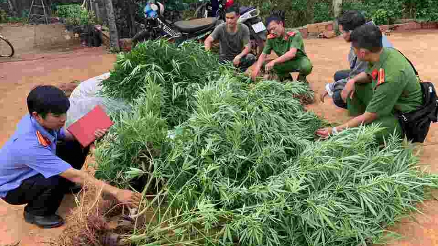 Trồng cần sa trái phép trên rẫy vắng, cặp anh em song sinh bị xử lý