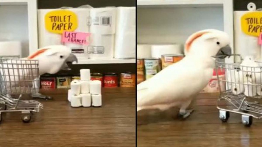 Video: Chú vẹt siêu thông minh tự bốc xếp và cất gọn giấy vệ sinh