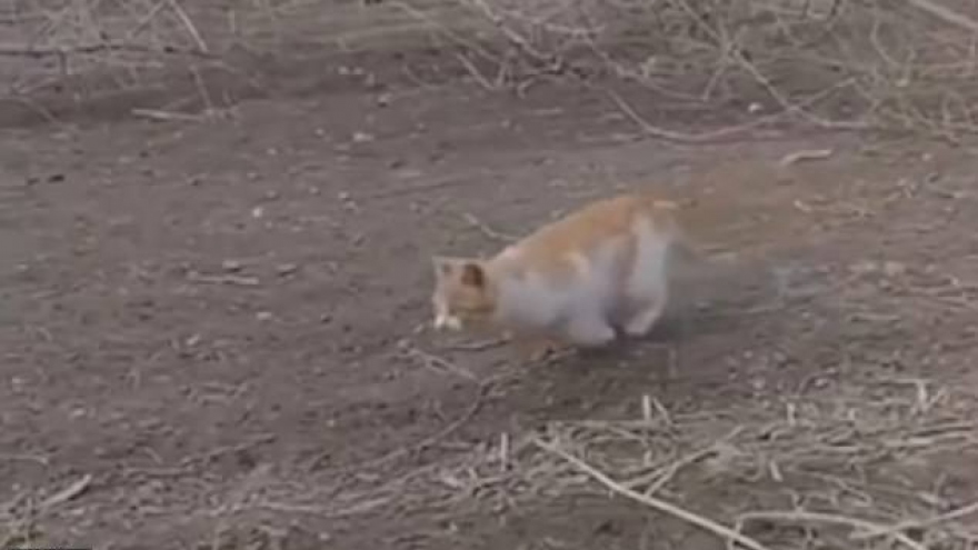 Video: Chú mèo “xuất chiêu” cực đỉnh, phi người tóm gọn chim đang bay