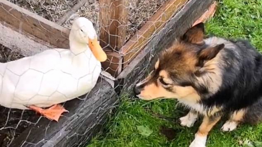 Video: Tan chảy trước tình bạn thân thiết giữa chó và vịt trắng