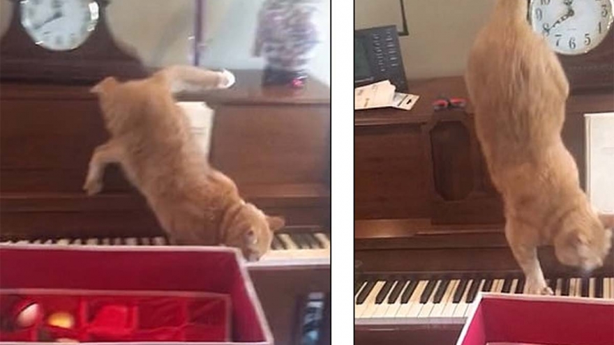 Video: Chú mèo hốt hoảng khi chạm chân vào bàn phím piano