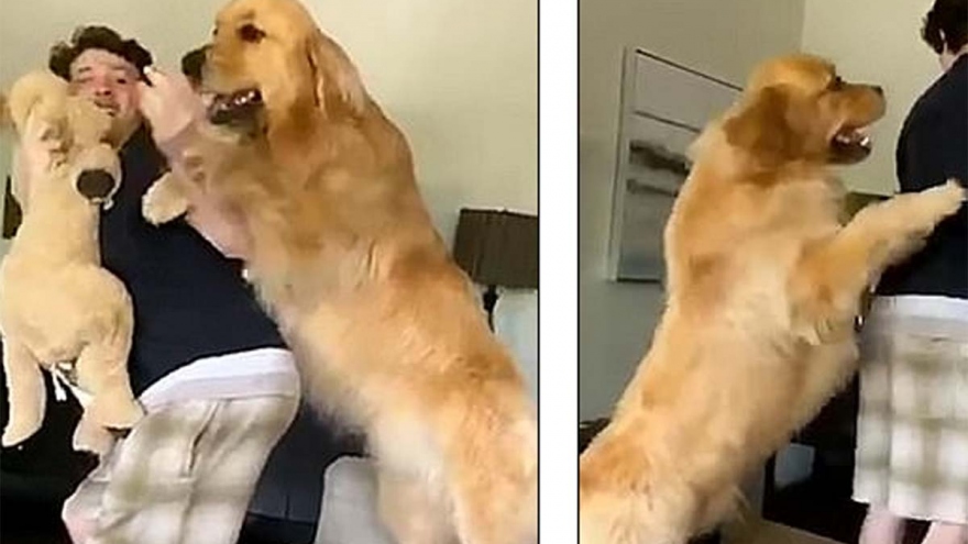 Video: Chó nhà ghen tị khi nhìn thấy chủ nhân bế ẵm chó bông