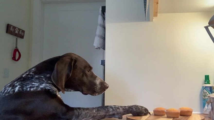 Video: Khoảnh khắc cún cưng lén lút ăn vụng bánh cupcake