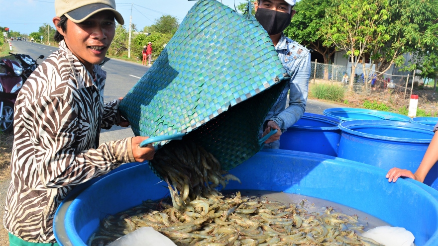 Cà Mau tìm đầu ra cho khoảng 19.000 tấn tôm đang tồn đọng