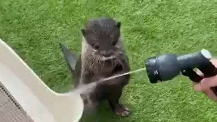 Video: Phản ứng hài hước của rái cá khi không muốn tắm