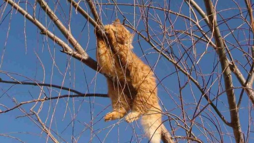 Kinh ngạc trước khả năng ngủ trên cây tài tình của các “boss” mèo