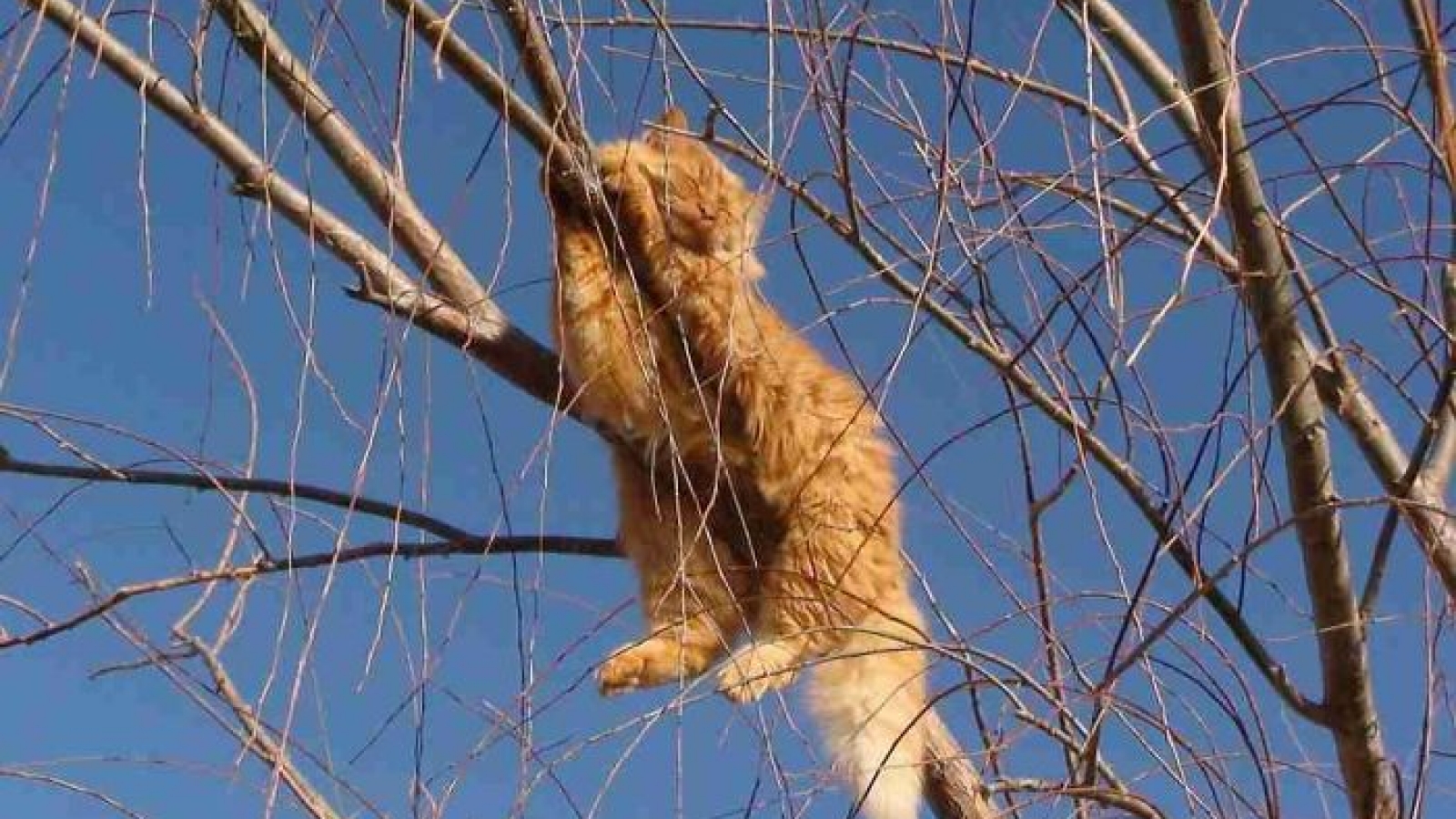 Kinh ngạc trước khả năng ngủ trên cây tài tình của các “boss” mèo
