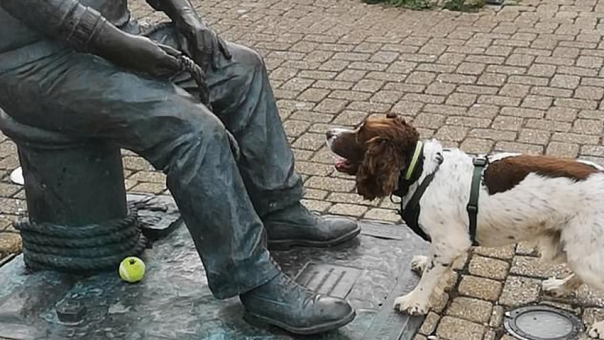 Video: Bật cười chú chó rủ tượng đá chơi trò ném bóng