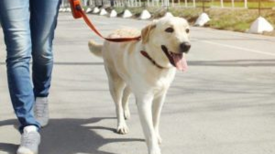 Video: Dắt chó đi dạo, vô tình gây tai nạn chết người