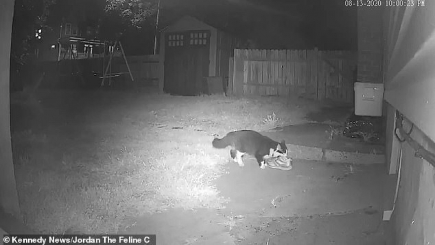 Bắt quả tang “siêu đạo chích” mèo cuỗm hơn 100 chiếc giày của hàng xóm