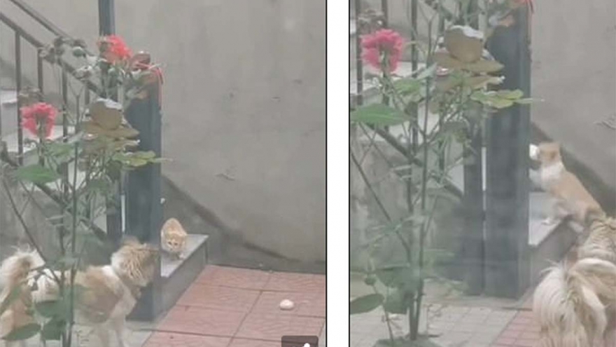 Cảm động khoảnh khắc chú chó nhường thức ăn cho bạn mèo