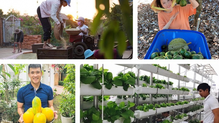 Nghỉ tránh dịch, các “sao” Việt ở nhà làm nông, thu hoạch nông sản