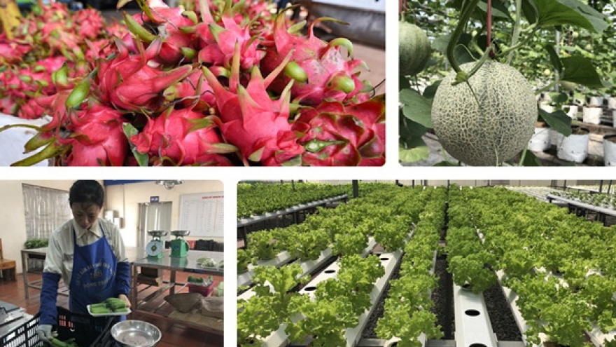 Trung Quốc dẫn đầu về thị trường xuất khẩu rau quả quý I của Việt Nam