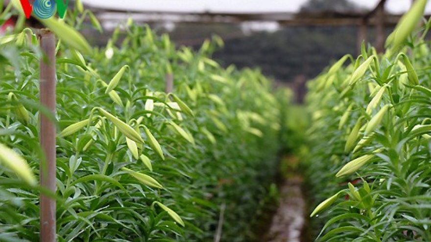 Hoa tháng 4 đẹp rực rỡ mà giá quá rẻ vì đại dịch Covid-19