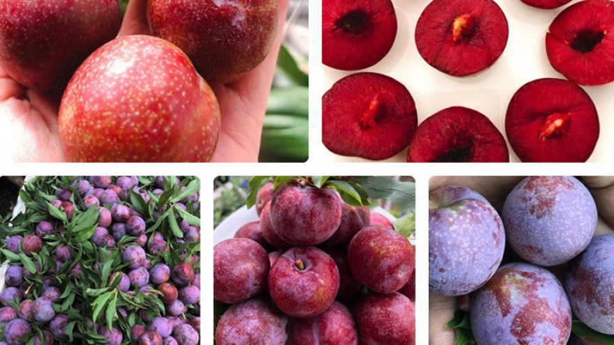 Mận đồi Pu Nhi ngọt như cherry, giá đắt ngang nho Mỹ vẫn “cháy” hàng